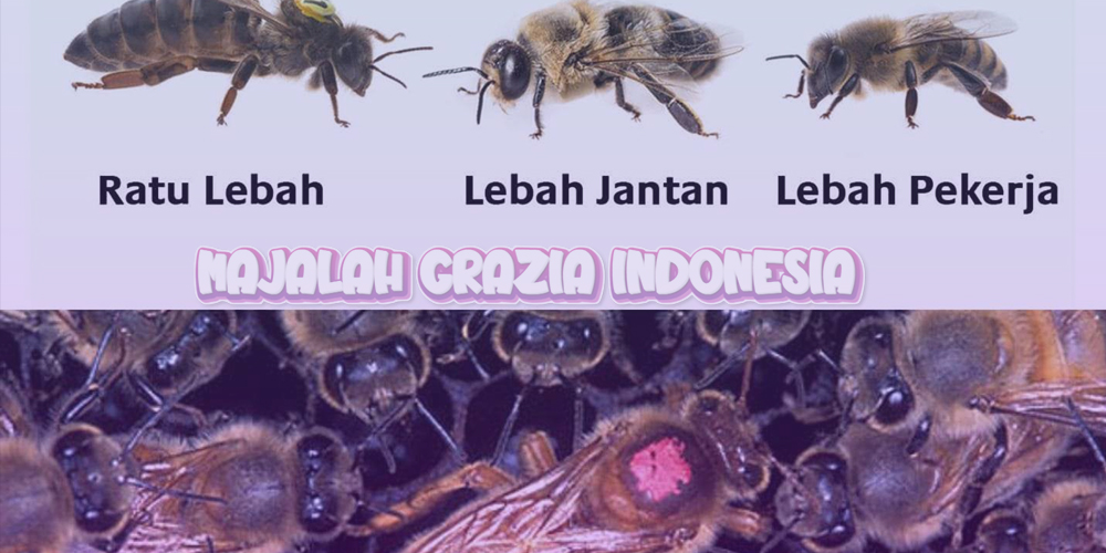Ratu Lebah